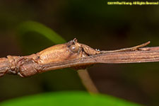 stick insect head